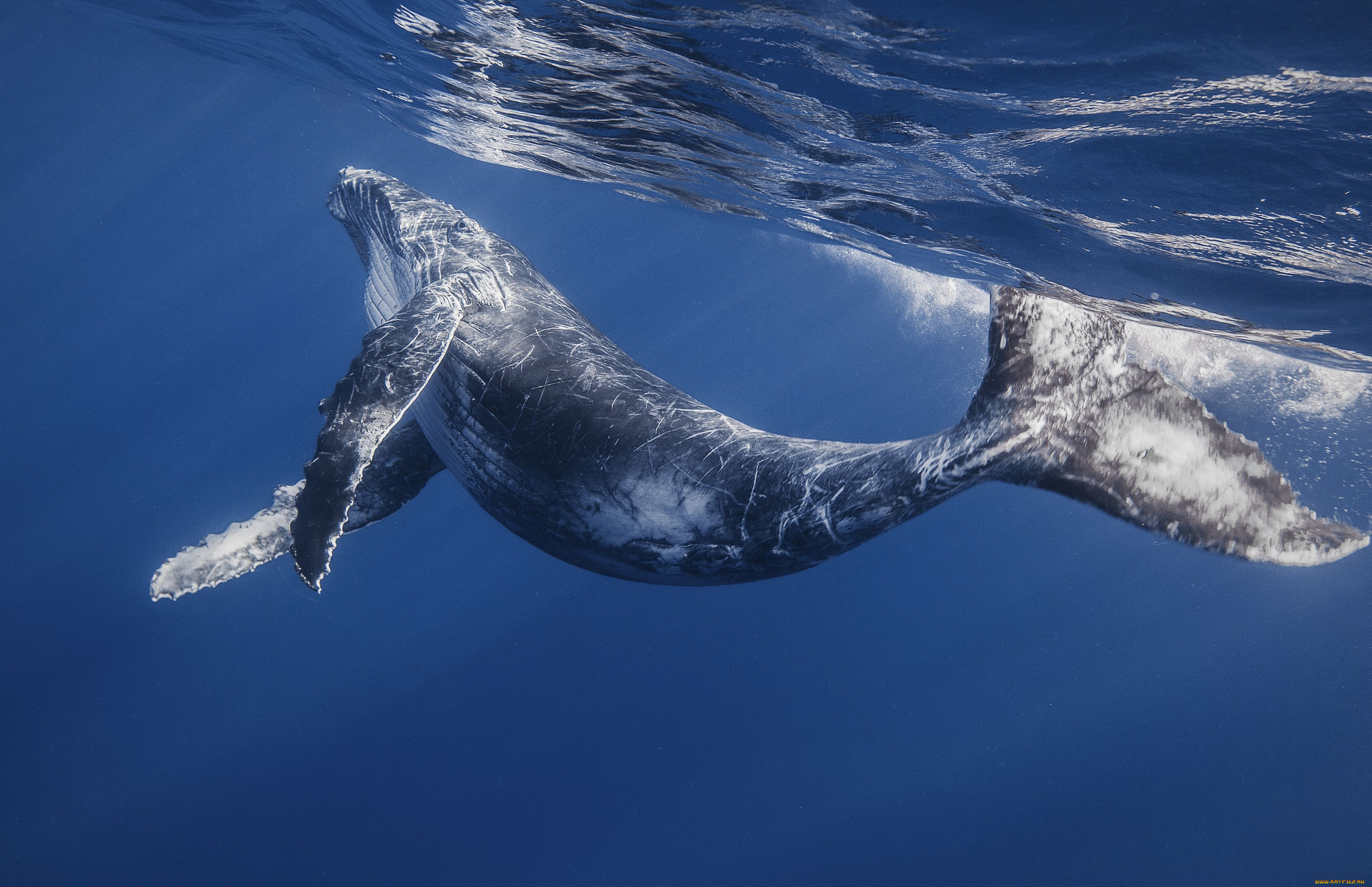 Кит живет в воде. Кит Горбач. Млекопитающие морские животные кит. Горбатый кит и синий кит. Синий кит блювал.
